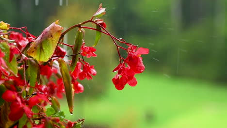 Red-impatiens-flower-on-green-background-in-rain,-red-balcony-flowers,-background-out-of-focus,-rain-drops-falling-on-petals-and-splatter-all-around