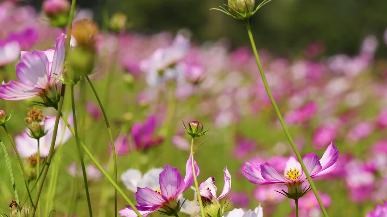 Pink, white, and purple cosmos flowers sway in sunlight, camera smoothly gliding through vibrant meadow