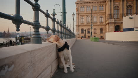 cute little tourist dog sits on the street in budapest and enjoys the view