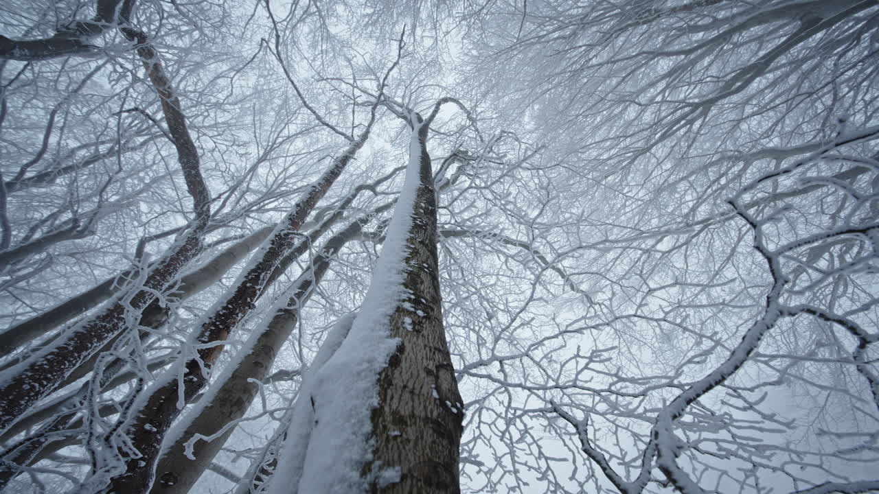 спокойная зимняя лесная сцена с покрытыми снегом деревьями и спокойной атмосферой