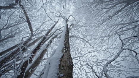 una escena serena del bosque de invierno con árboles cubiertos de nieve y una atmósfera tranquila