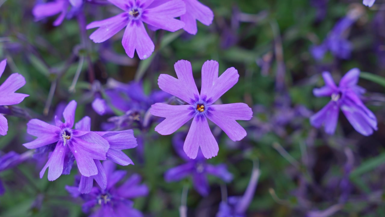 Vista macro di vivaci fiori di phlox strisciante viola con cinque petali che sbocciano tra foglie verdi in giardino. Primo piano