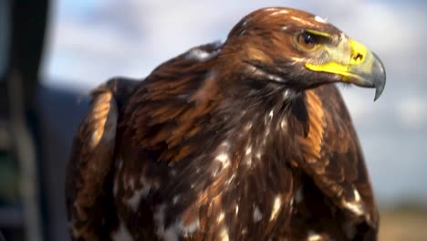 Cetrería-águila-Gritando-Capucha-Casco