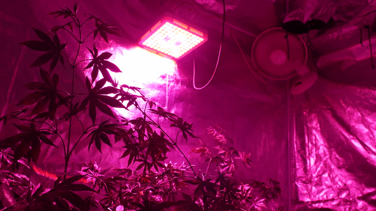 hojas de plantas de cannabis en una tienda de cultivo bajo una lámpara con ventilador