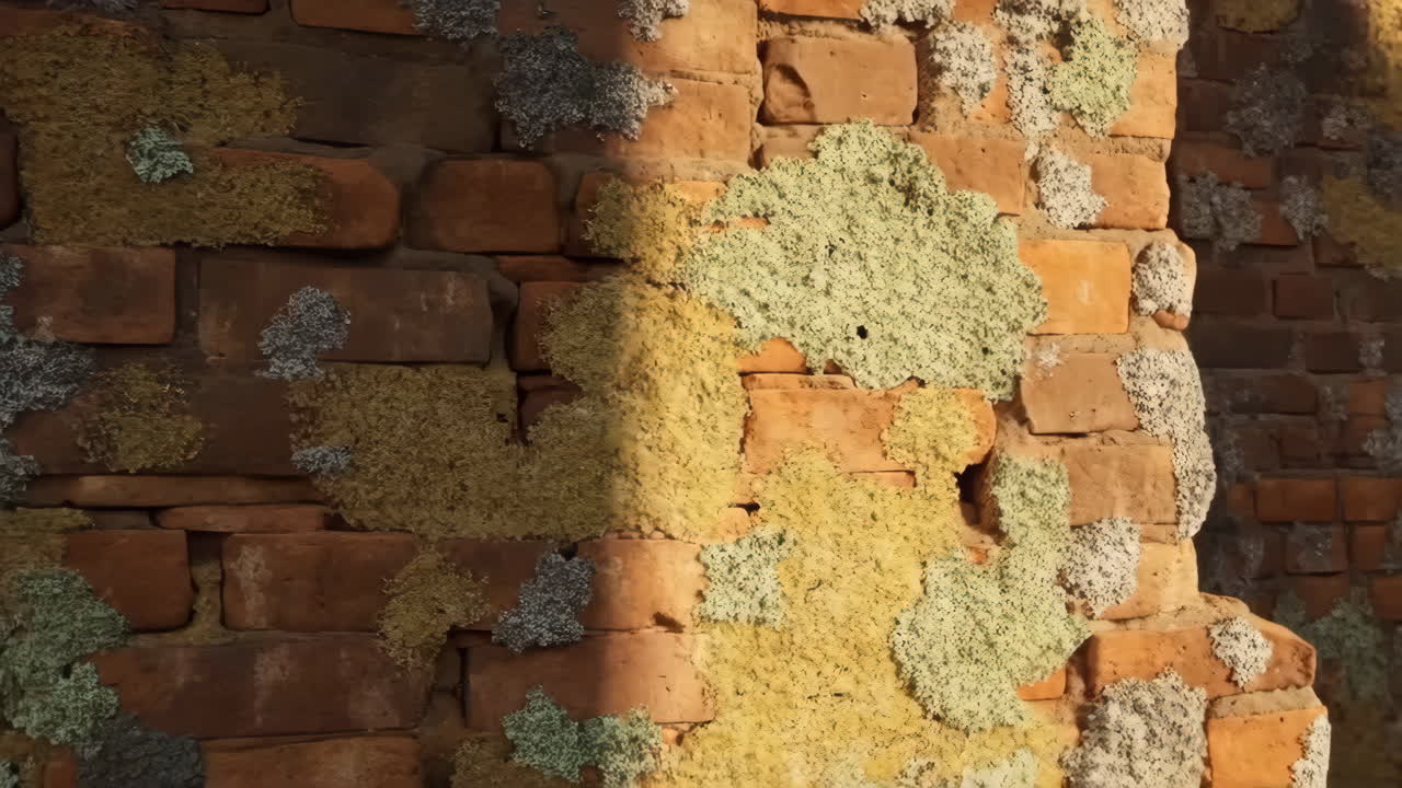 Weathered Brick Wall Covered in Moss and Lichen