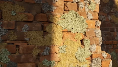 weathered brick wall covered in moss and lichen