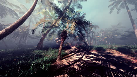 mysterious foggy path through a tropical jungle