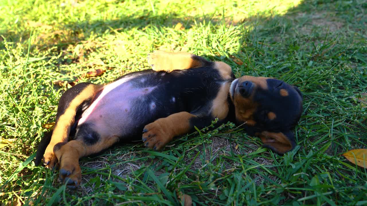 강아지 개는 잔디 위에 누워서 잠을 자고, 귀여운 발과 작은 배를 볼 수 있습니다, 그것은 dachshund입니다, 소시지 개, 그리고 그는 놀고 나서 숨을 쉬고 있습니다, 그는 피곤하기 때문에.