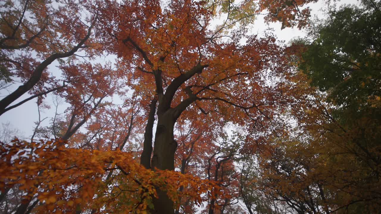 Crowns of old tall trees in the autumn forest seen from below