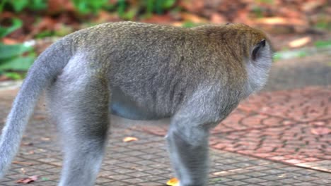 Alpha-male-crab-eating-macaque,-long-tailed-macaque-move-swiftly-using-a-quadrupedal-walk,-adapting-to-the-concrete-jungle,-sitting-on-the-roadside,-close-up-tracking-shot