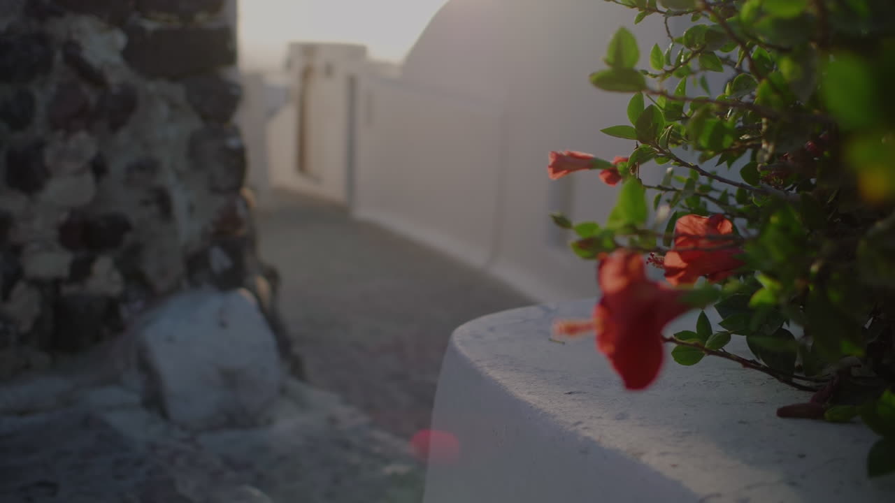 primer plano de flores rojas en el callejón abandonado de oia durante la hora dorada, foco de rack, santorini, grecia