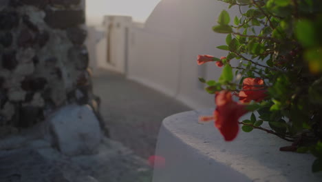 Red-flowers-close-up-in-abandoned-Oia-alley-during-golden-hour,-rack-focus,-Santorini,-Greece