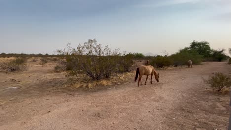 a wild horse wanders off into the desert, sonoran desert near scottsdale, arizona