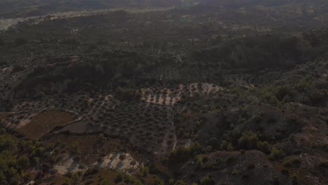 Aerial:-tilt-up-drone-against-sun-above-beautiful-olive-tree-landscape