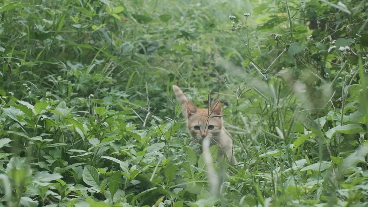 gatito atigrado mermelada saltando jugando en hierba alta cámara lenta