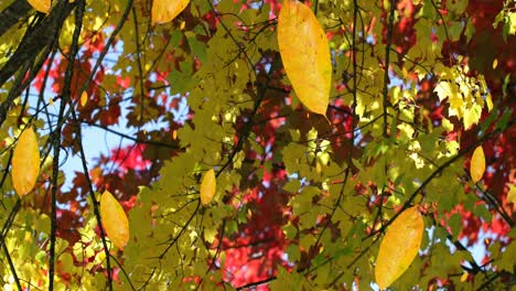 Animation-of-autumn-leaves-falling-against-view-of-trees-and-blue-sky