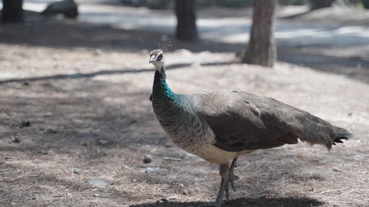 그리스의 코스 섬에 있는 바늘나무 숲을 고 있는 야생 암 무새의 가까운 사진