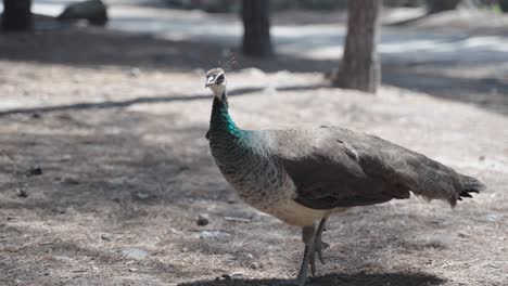 close up de un pavo real hembra salvaje caminando a través del bosque de madera de aguja plaka en la isla de kos en grecia europa