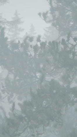 día nublado de otoño en el bosque de pinos con niebla