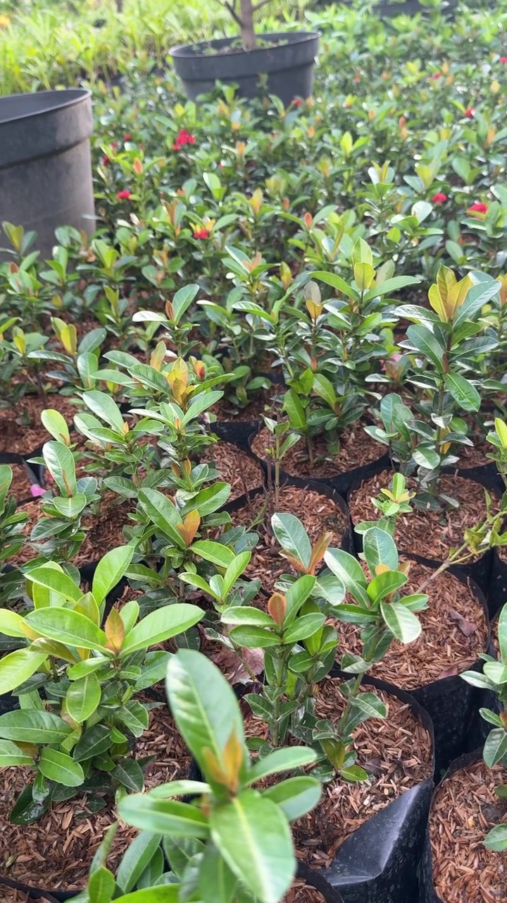 Bibit Soka Hijau Cerah dengan Kuncup Bunga Merah dalam Polybag