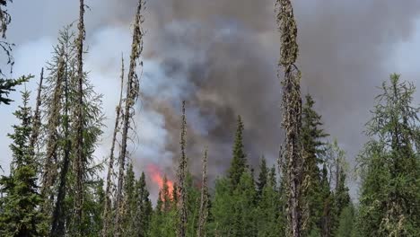 High-wildfire-flames-at-pine-tree-forest-with-smoke-rising-above