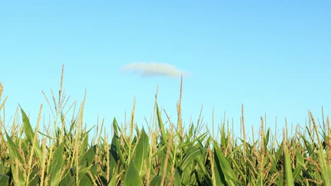 strong winds making the corn wave with clear blue sky in the background tilting down to reveal the vibrant green colour of the crop in closeup