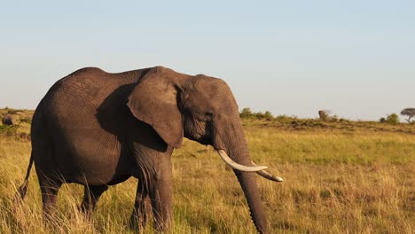 Animales-De-Kenia,-Elefante-Bebé-Y-Madre-Protectora-Protegiendo-A-Sus-Crías-En-Una-Manada-De-Elefantes,-Safari-Africano-De-Vida-Silvestre-En-Masai-Mara,-áfrica,-Toma-De-Seguimiento-Del-Cardán-Steadicam