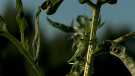 green grasshopper on plant stem