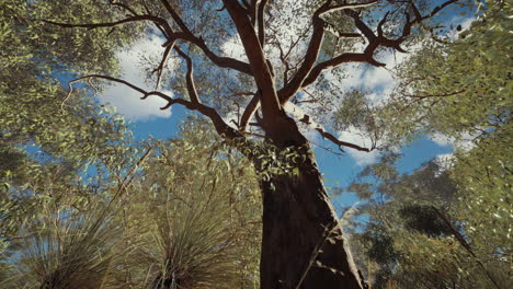 eucaliptus in australia red center