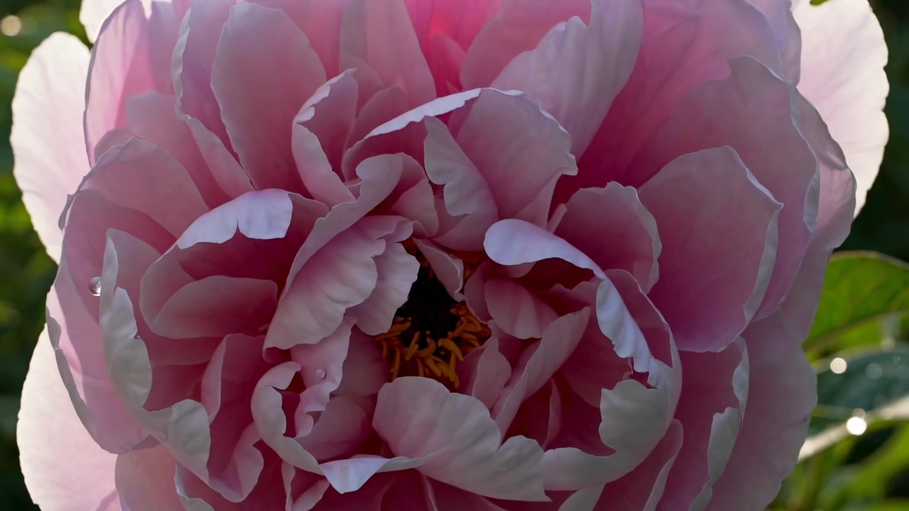 Gros plan sur une fleur de pivoine rose en pleine floraison sous la lumière du soleil