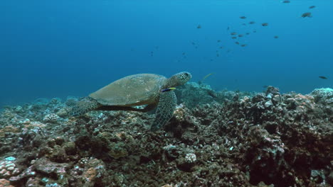 Aufnahmen-Einer-Hawaiianischen-Grünen-Meeresschildkröte,-Die-über-Eine-Korallenformation-Gleitet,-Während-Fische-Um-Sie-Herum-Schwimmen