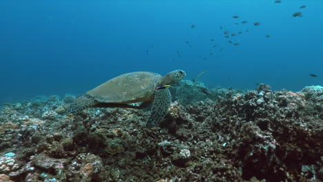 Footage-of-a-Hawaiian-Green-sea-turtle-gliding-over-coral-formation-as-fish-swim-around-it