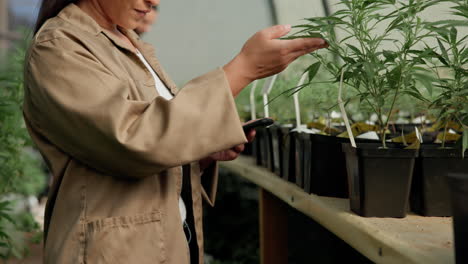 woman inspecting cannabis plants in greenhouse