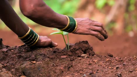 Primer-Plano-De-Una-Señora-Plantando-árboles