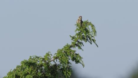 Bird-Thrush-Fieldfare-Resting-On-Tree-Branches-Against-Clear-Sky