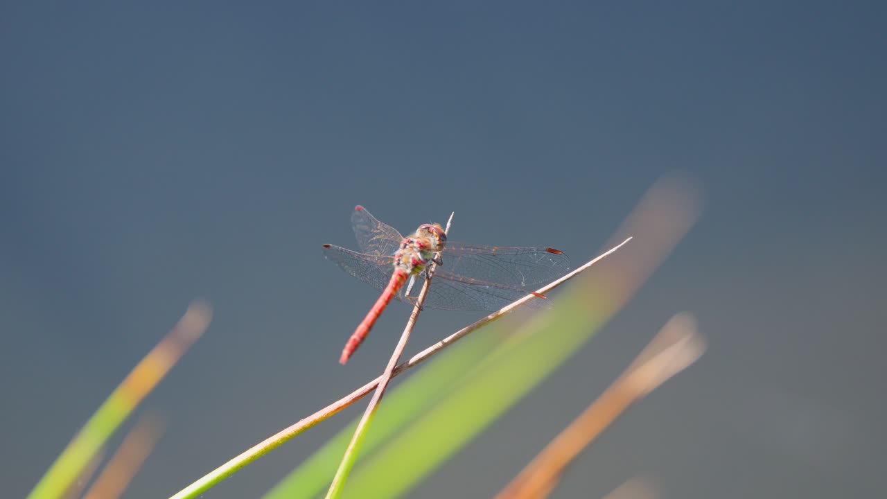 Red dragonfly rests on grass blade, macro shot, natural daylight, soft background, shallow focus