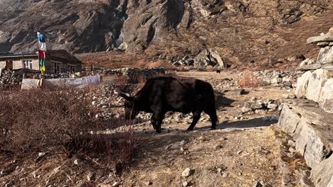 Following-black-yaks-on-a-mountain-trail-through-a-traditional-village