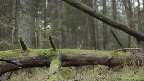 slow motion: black sporty dog jumps over tree in the woods