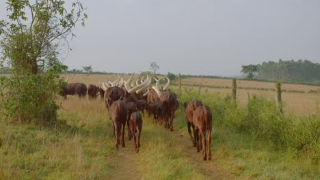 Toma-General-De-Una-Manada-De-Vacas-Ankole-Watusi-Pastando-Y-A-Lo-Largo-De-Un-Camino-Verde-En-Mbarara,-Uganda