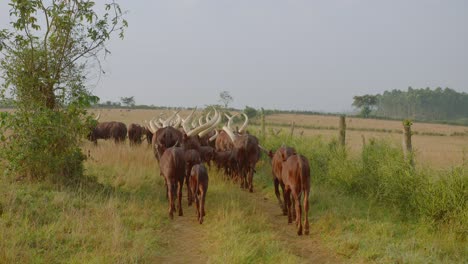 fotografía general de un rebaño de vacas ankole watusi pastando y a lo largo de una carretera verde en mbarara, uganda