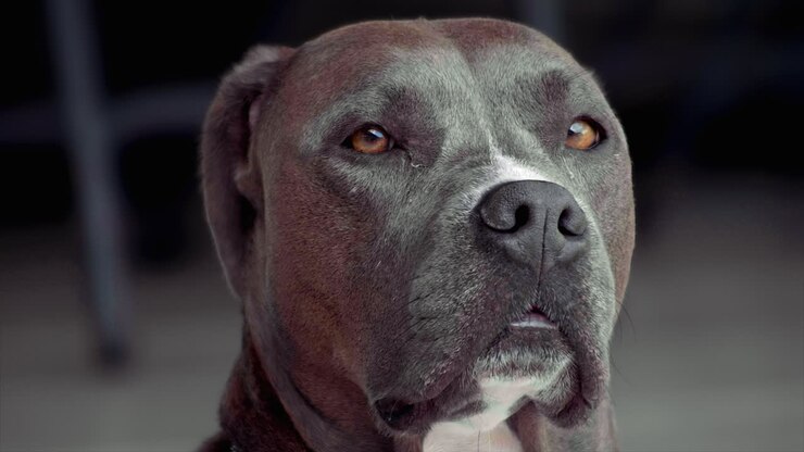 PITBUL DOG SNIFFING SHOT AT 100FPS 4K