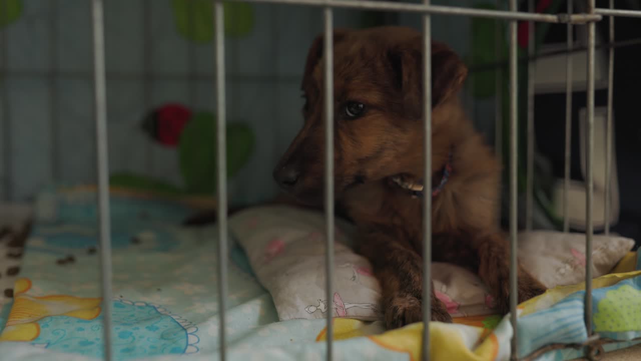 망명소에 있는 개들의 영상, 동물 보호소에 있는 고양이들, 포로소에 있는 버려진 동물들.