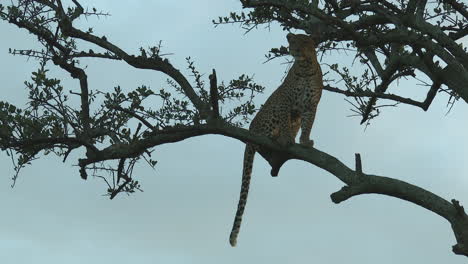 leopard sitting on a branch in a tree, scanning distance for prey, during sunset, maasai mara, kenya
