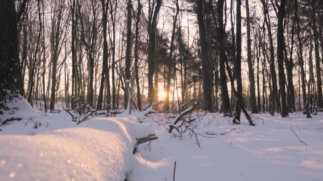 겨울의 숲의 해가 지는 것