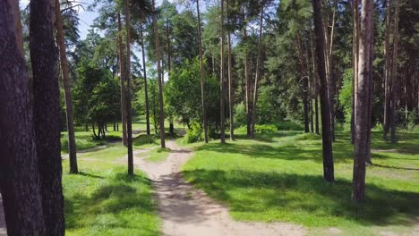 forest path in sunny day