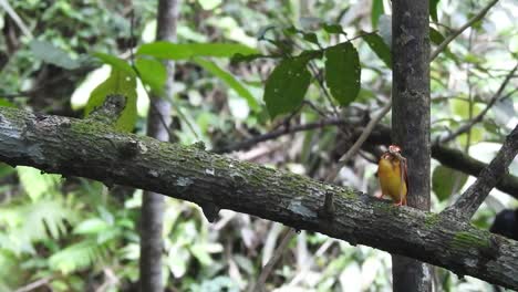 oriental dwarf kingfisher or ceyx erithaca bird is eating a lizard on a tree branch