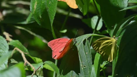 阿爾巴特羅斯 (apias nero) 卡恩克拉<unk>國家公園 (kaeng krachan national park) 泰國世界遺產