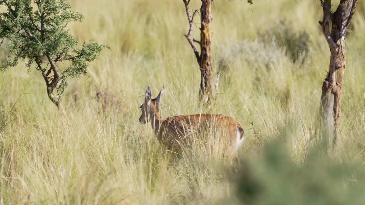 A mature female of Pampas deer in a grassland with sunset light, natural habitat in San Luis, Argentina