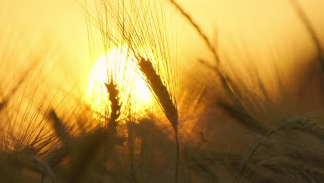 Close-up-of-a-wheat-field-at-sunset