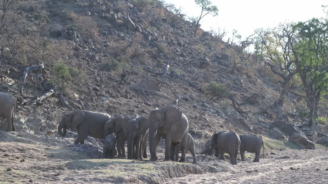 A herd of African elephants standing at the foot of a rocky hill in the dry landscape of Tuli, Botswana.